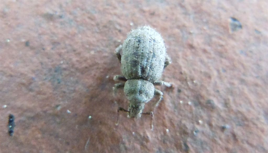 Piccolo coleottero - Trachyphloeus sp. (Curculionidae)